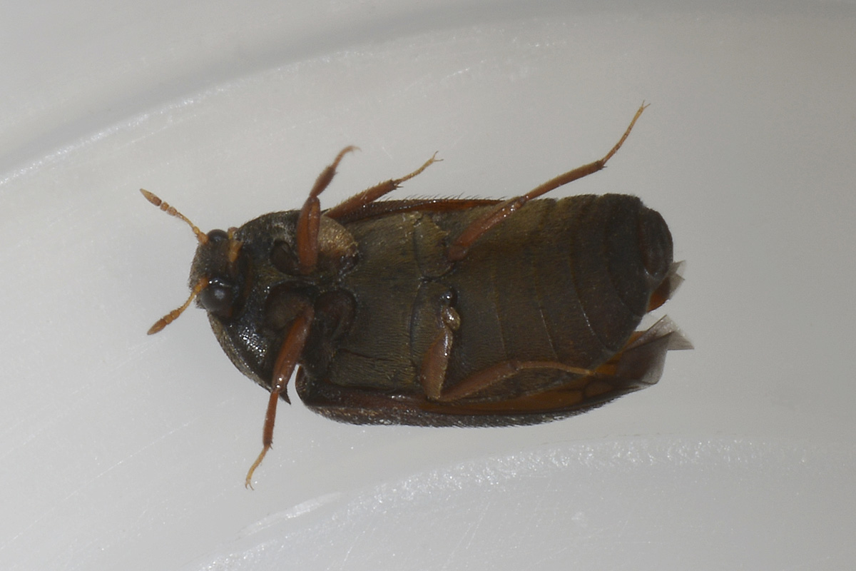 Dermestidae tra i panni: Attagenus unicolor, femmina